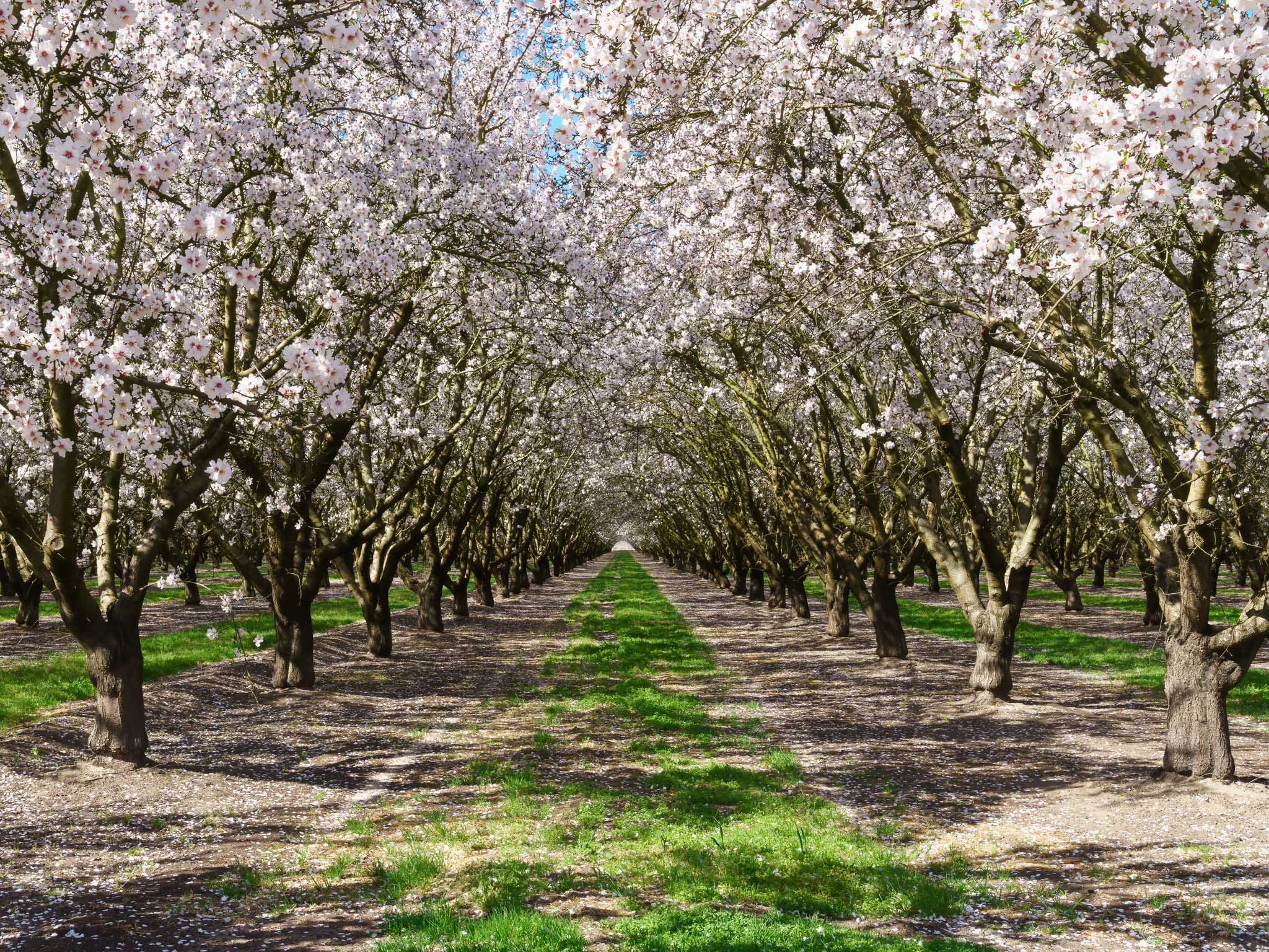 Allee von blühenden Bäumen in Reihen angeordnet. Die Bäume sind in voller Blüte und ihre weißen Blüten bedecken die Äste. 